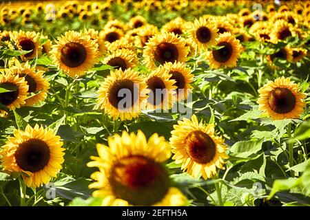 Sunflower Field View, New Jersey, USA Stockfoto