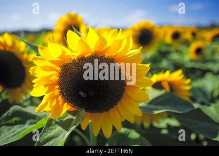 Nahaufnahme Ansicht der Sonnenblumen Köpfe in einem Feld, New Jersey Stockfoto