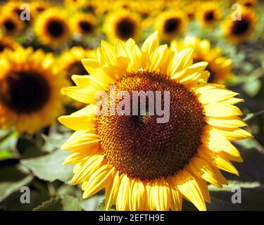 Sonnenblumenkopf Nahaufnahme in einem Feld von Sonnenblumen Stockfoto