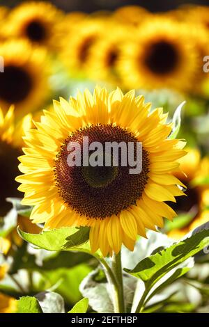 Sonnenblume Nahaufnahme in einem Feld von Sonnenblumen Stockfoto