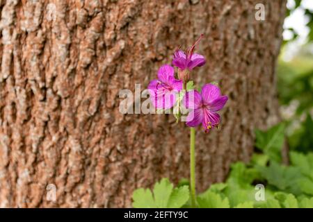 Nahaufnahme der rosa Blüte der großen Geranienblüte (Geranium macrorrhizum) Oder bulgarische Geranie vor verschwommenem Baumhintergrund im Sommer in Deutschland Stockfoto