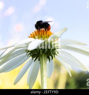 Biene (APIs) bestäubende weiße Blüte der Kegelblume (Echinacea purpurea , White Swan), Nahaufnahme Stockfoto