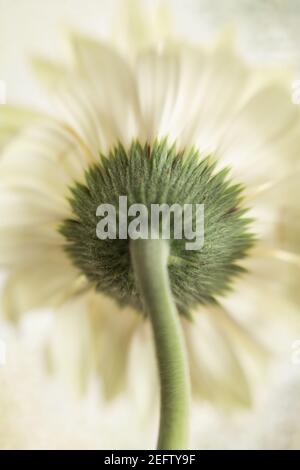 WA19234-01...WASHINGTON - Gerbera in voller Blüte fotografiert mit einem Lensbaby Sweet Spot 50. Stockfoto