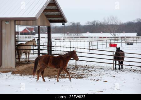 Flower Mound, Texas, USA. Februar 2021, 17th. 2/17/2, Flower Mound, Texas - drei Pferd Spaziergang um einen verschneiten Pferdestall auf der lokalen Flower Mound Ranch. Rancher haben den Tod ihrer Tiere aufgrund der seltenen Frost in Nord-Texas erlebt. Quelle: Chris Rusanowsky/ZUMA Wire/Alamy Live News Stockfoto