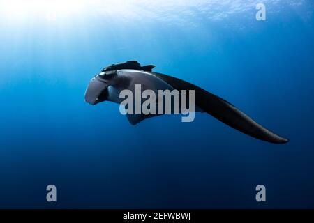 Giant Pacific Manta Ray gleiten vorbei an Revillagigedo Inseln, Baja California Sur, Mexiko Stockfoto