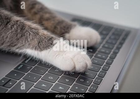 CAT arbeitet am Computer. Katze Pfoten auf einem Laptop Tastatur Text eingeben Stockfoto