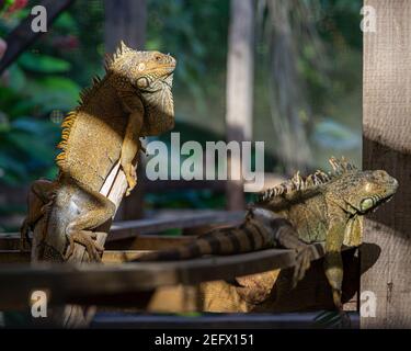 Zwei grüne Leguane des Green Iguana Conservation Project in San Ignacio, Belize Stockfoto