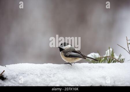 Schwarz gedeckelte Windhauch (Parus atricapillus) im März im Schnee stehend, horizontal Stockfoto