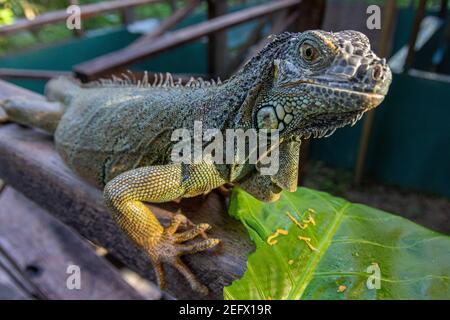 Grüner Leguan der grüne Leguan-Schutzprojekt in San Ignacio, Belize Stockfoto