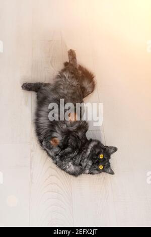 Schöne flauschige Hauskatze mit gelben Augen liegt auf dem weißen Holzboden. Sonniger Tag, helle Wohnung. Haustier sonnt sich in der Sonne Stockfoto