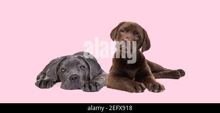 Schokolade labrador und rohrcorso Welpen isoliert auf einem Pastell Rosa Hintergrund Stockfoto
