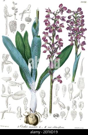 Orchis mascula (Icones Florae Germanicae et Helveticae 1851, v13 et 14, Platte 390) sauber, ohne Rahmen. Stockfoto