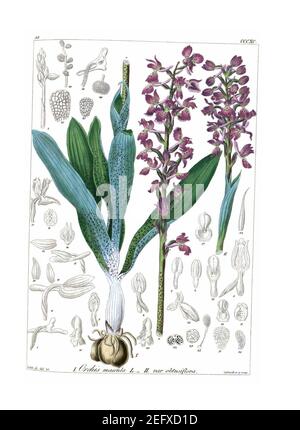 Orchis mascula (Icones Florae Germanicae et Helveticae 1851, v13 et 14, Platte 390) sauber. Stockfoto