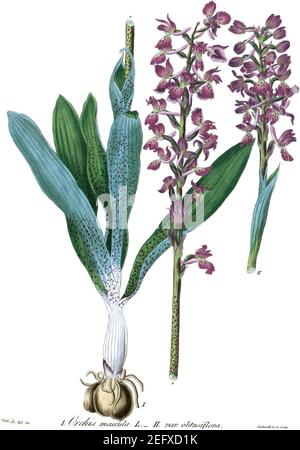 Orchis mascula (Icones Florae Germanicae et Helveticae 1851, v13 et 14, Platte 390) sauber, kein Rahmen, keine Details. Stockfoto