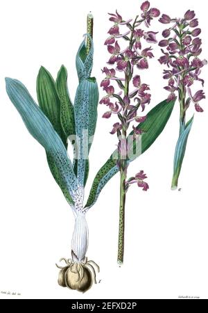 Orchis mascula (Icones Florae Germanicae et Helveticae 1851, v13 et 14, Platte 390) sauber, ohne Rahmen, keine Details, Keine Beschreibung. Stockfoto