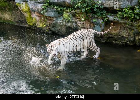 Der weiße Tiger schwimmt, es ist eine Pigmentvariante des bengalischen Tigers. Ein solcher Tiger hat die für den bengalischen Tiger typischen schwarzen Streifen. Stockfoto