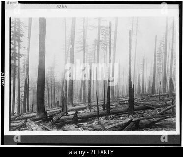 Oregon National Forest. Wirkung des Feuers auf einen alten Brand. Vor dem Feuer war die dichte Abdeckung der grünen Bürste. Der Brand war vor etwa zehn Jahren ausgesehen worden Stockfoto