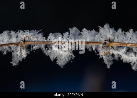 Kleiner Zweig, bedeckt mit großen Reif-Eiskristallen isoliert auf Dunkler Hintergrund Stockfoto