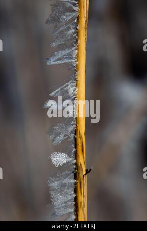 Halm von Feder Schilfgras mit Reif-Eiskristallen bedeckt Im Winter Stockfoto