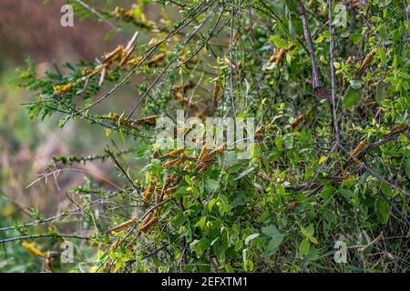 Wüstenheuschrecken fressen üppige neue Vegetation nach Dürre brechen Regen. Es ist eine schwärmende kurzhörnige Heuschrecke in der Familie Acrididae. Am Plagen Stockfoto