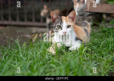 Eine gesunde Katze auf den Philippinen liegt im Gras suchen Gerade zur Kamera Stockfoto