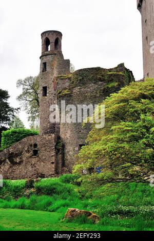 Blarney, County Cork, Irland. Tower Ruins in Blarney Castle, das 1446 erbaut wurde. Stockfoto