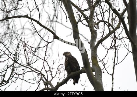 Weißkopf-Seeadler thront auf Ast Stockfoto