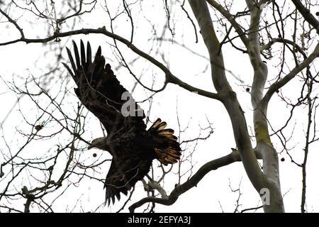 Adler beim Start von Baum Zweig Winter Stockfoto