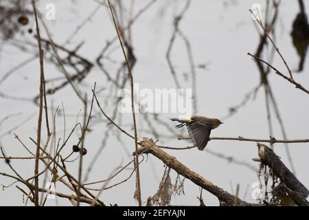 Gelbwühliger Waldsänger im Flug Stockfoto