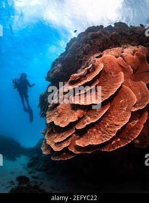 Taucher schwebt neben Steinkorallen auf Lady Musgrave Island, Queensland, Australien Stockfoto