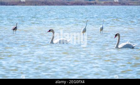 Anmutige Wasservögel, weiße Schwäne und weiße und graue Reiher schwimmen im See. Der stumme Schwan, lat. Cygnus olor und kleiner Weißer Reiher, lat. Egretta g Stockfoto