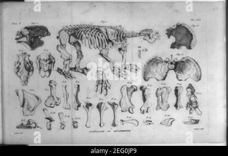 Osteologie du megatherium - Dalton, del. ; Coutant, sculpt. Stockfoto