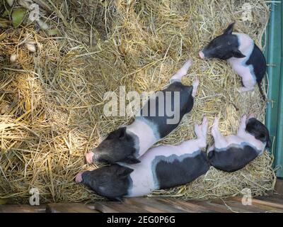 Vier Baby vietnamesische Pot bauchige Schweine schlafen auf dem gelben Stroh im Stall auf dem Bauernhof Stockfoto