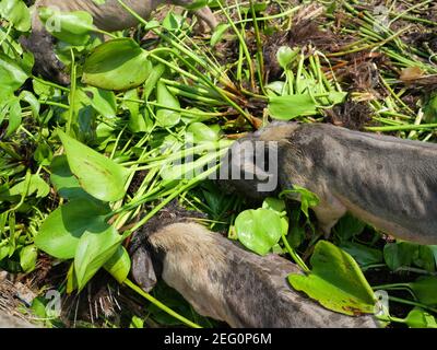 Gruppe von vietnamesischen Topf bauchige Schweine auf der Farm, Schwein Essen Wasser Hyazinthe Baum und Blätter Stockfoto