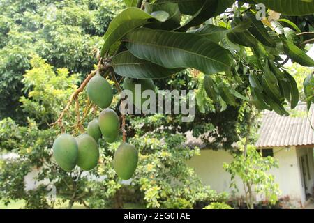 Frische Mangos hängen auf dem Baum bereit zur Ernte. Obstplantagen in einem sehr fruchtbaren tropischen Klima. Grüne Mango mit ein wenig rote Mischung auf t Stockfoto