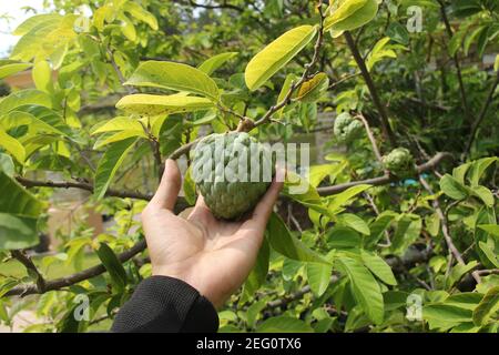 Ein Mann die Hand hält Srikaya Frucht, die frisch und bereit ist, geerntet werden. Obstplantage in tropischen Hochland. Asiatische Früchte, die rund ist, hat Whi Stockfoto