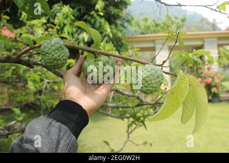 Ein Mann die Hand hält Srikaya Frucht, die frisch und bereit ist, geerntet werden. Obstplantage in tropischen Hochland. Asiatische Früchte, die rund ist, hat Whi Stockfoto