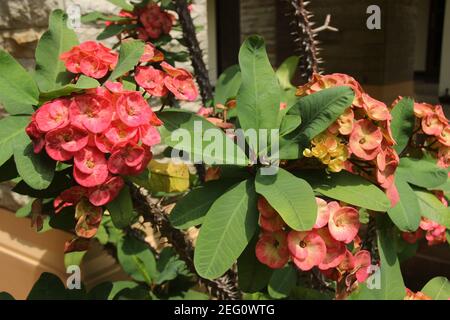 Pflanze bekannt als Dornenkrone. Zierpflanze mit kleinen frischen Blüten und dornigen Stielen. Euphorbia milii ist eine der anderen 2000 Arten von Th Stockfoto