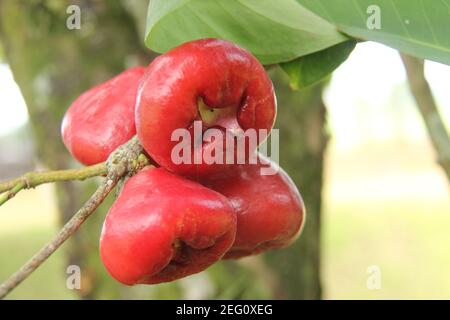 Nahaufnahme von Wasser Guava oder Syzygium samarangense von seinem frischen Baum. Ernte frische Guava im Garten. Erholsamer Urlaub im Obstgarten Stockfoto