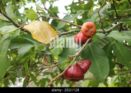 Nahaufnahme von Wasser Guava oder Syzygium samarangense von seinem frischen Baum. Ernte frische Guava im Garten. Erholsamer Urlaub im Obstgarten Stockfoto