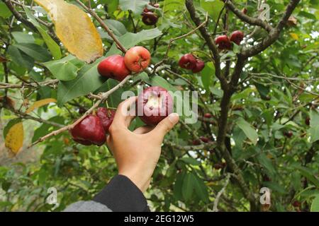 Die Hand eines Mannes pflückt Wasser Apfel oder Syzygium samarangense aus seinem frischen Baum. Ernte frische Guava im Garten. Erholsamer Urlaub im Obstgarten Stockfoto