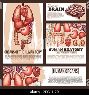 Anatomie von menschlichen inneren und äußeren Organen Banner-Template-Set. Silhouette eines Mannes mit Lunge, Herz und Leber, Magen, Nieren und Darm, BH Stock Vektor