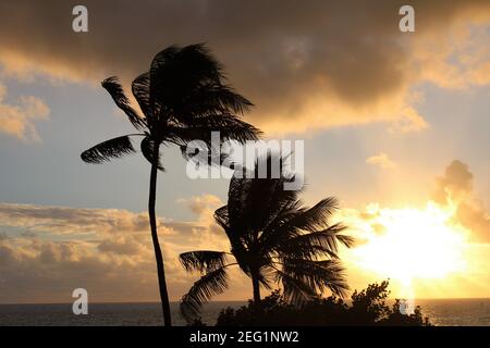 Sonnenuntergang beleuchtet die Wolken und leuchtend helles Orange an einem meist bewölkten Tag. Blick durch die Palmen auf der hawaiianischen Insel Oahu. Stockfoto