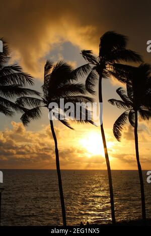 Sonnenuntergang beleuchtet die Wolken und dreht sie orange. Blick durch die Palmen auf der hawaiianischen Insel Oahu. Stockfoto