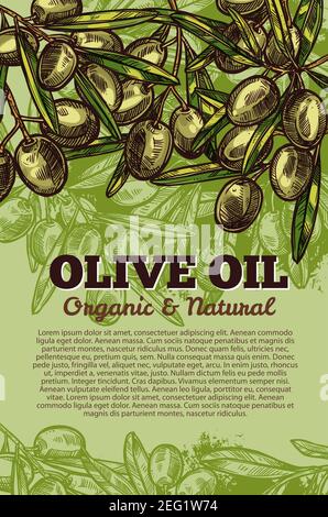 Grüne Oliven Skizzenposter für Olivenöl Bio-Naturprodukt. Vektor-Design-Vorlage von grünen Olivenfrüchten und Blättern für Olivenöl extra vergine p Stock Vektor