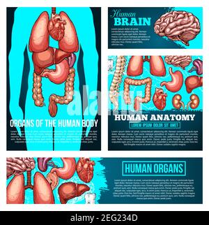 Medizinisches Bannerset für die menschliche Anatomie mit Organskizze. Menschliche Körper Silhouette mit Herz, Gehirn und Lunge, Leber, Niere und Magen, Wirbelsäule, Darm und Stock Vektor