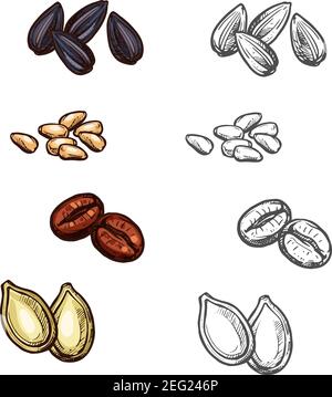 Nüsse, Bohnen und Samen Farbskizze Symbole Vektor isoliert botanischen Design von Kaffeebohnen, Sonnenblumen oder Kürbiskerne und Pinienkerne für die kulinarische Küche Stock Vektor