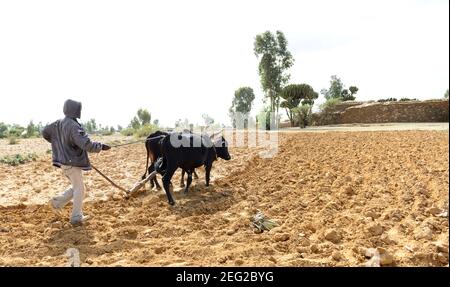 Ein Tigray Bauer pflügt sein Land mit seinen Stieren. Stockfoto