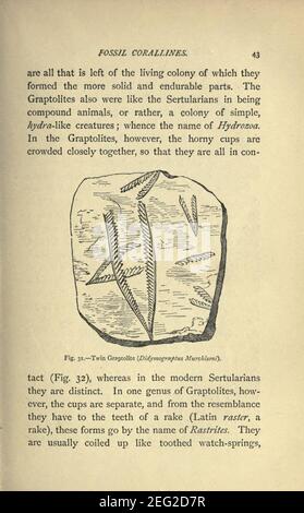 Unsere gemeinsamen britischen Fossilien und wo sie zu finden (Seite 43) Stockfoto