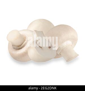 Moderne kommerzielle Sorten des gemeinsamen agaricus-Pilzes Stockfoto